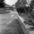 Daisies On The Driveway